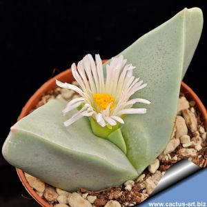 Herreanthus meyeri DH637 Umdaus (Conophytum herreanthus)