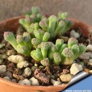 Neohenricia sibbettii (MG 1782)