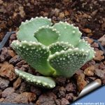 Aloinopsis malherbei 10 km N. Kliprand (MG 1313.15)