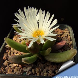 Delosperma esterhuyseniae (MG 1475.62)