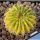 Acanthocalycium spiniflorum hybrid variegato