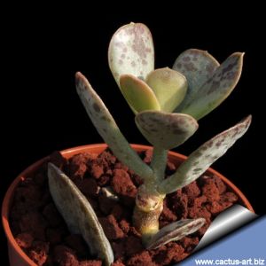 Adromischus alstonii