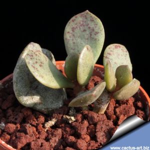 Adromischus alstonii SB-1673, Deurdrift, Northern Cape, South Africa