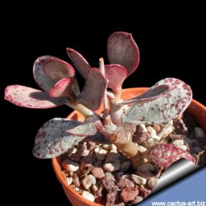 Adromischus hemisphaericus CR-1533, Sun Mountain Approach, North-North-East of Aurora, South Africa