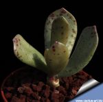 Adromischus liebenbergii orientalis EVJ-17865, Keibolo