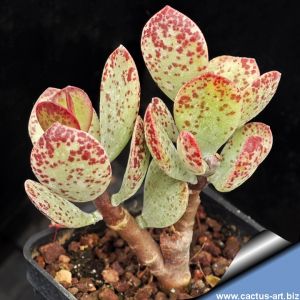 Adromischus marianae v. herrei x hallii Harras, Northern Cape, South Africa