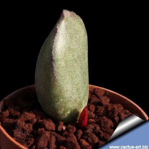Adromischus marianae v. blosianus