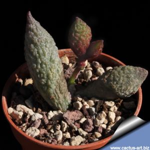 Adromischus marianae herrei  multicolor