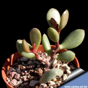 Adromischus schuldtianus CR-1375, West-North-West of Grunau, Namibia
