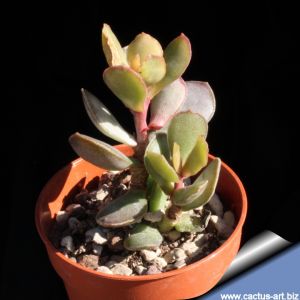 Adromischus stenophyllus