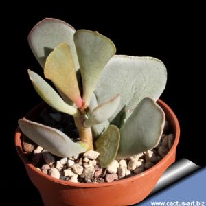 Adromischus triflorus SM-1909 C.2