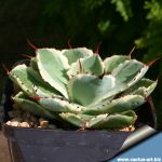 Agave potatorum cv. KICHIJOKAN