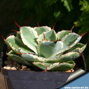 Agave potatorum cv. KICHIJOKAN