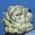 Agave potatorum cv. kichijokan
