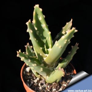 Aloe distans