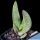 Aloe khamiesensis