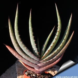 Aloe khamiesensis
