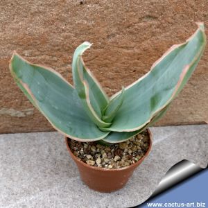 Aloe hybrid striata x reynoldsii