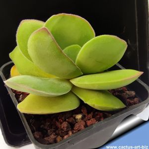 Crassula cotyledonis