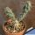 Cylindropuntia sp. Headwiev (Opuntia acanthocarpa)