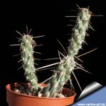 Cylindropuntia sp. Headwiev (Opuntia acanthocarpa)