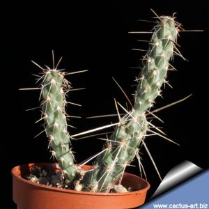 Cylindropuntia sp. Headwiev