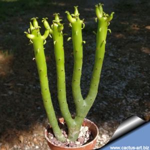 Euphorbia leucodendron