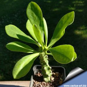 Euphorbia neriifolia