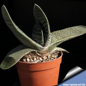 Gasteria carinata SB1357  Brandrivier, Little Karoo, South Cape Province, South Africa