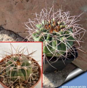 Gymnocalycium nidulans P138 Senor de la Pena, La Rioja, Argentina, 900-1000m