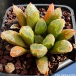Haworthia cooperi v. leightonii