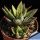 Haworthia cv. ENNON