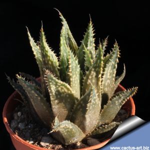 Haworthia magnifica x herbacea