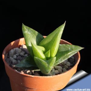 Haworthia marginata ramosa
