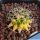 Mammillaria sp. forma variegata (mixed forms)