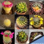 Mammillaria sp. forma variegata