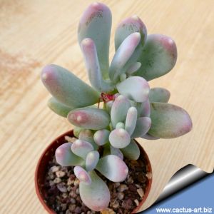 Pachyphytum glutinicaule