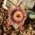 Orbeanthus hardyi (Stapelianthus hardyi)