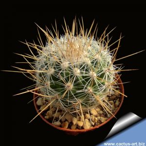 Thelocactus saussieri ( multicolor flowers)