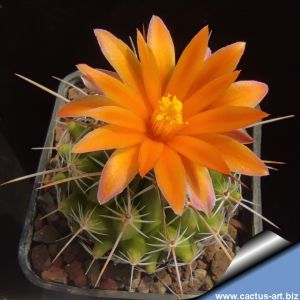 Thelocactus saussieri (hybrid multicolor flowers)