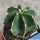 Astrophytum hybrid OR-MY NUDUM (A. ornatum X A. miriostigma)