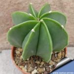 Astrophytum hybrid OR-MY NUDUM (A. ornatum X A. miriostigma)