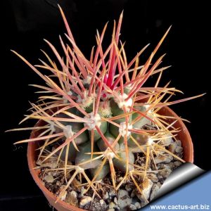 Ferobergia F2 Back cross x Ferocactus (Long tubercled Ferocatus)