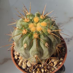 Copiapoa haseltoniana