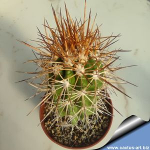 Copiapoa pseudocoquimbana KK-86 Trapiche, Chile 600m