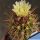 Copiapoa pseudocoquimbana v. vulgata KK1390 Coquimbo, Totoralillo, Chile