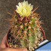 Copiapoa pseudocoquimbana v. vulgata KK1390 Coquimbo, Totoralillo, Chile