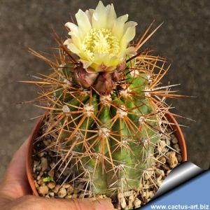 Copiapoa pseudocoquimbana v. vulgata KK1390 Coquimbo, Totoralillo, Chile
