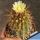 Copiapoa pseudocoquimbana v. vulgata KK1390 Coquimbo, Totoralillo, Chile