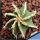 Astrophytum ornatum cv. HANYA (HAKU-JO) 'GREEN'